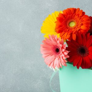 Frische Gerbera-Mischung